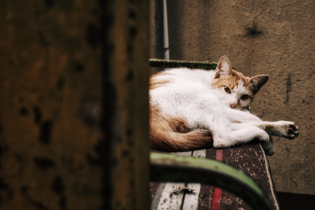 A412D89C-BC14-4EC9-807D-94D554292955_1_105_c.jpeg